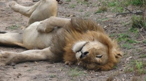 Sleepy lion 2