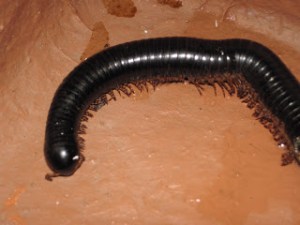 We call the millipede a Shongololo in South Africa
