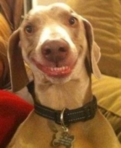 smiling_dog