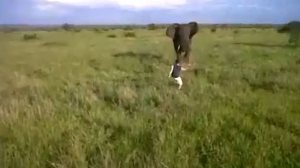 drunk-man-charges-wild-elephant