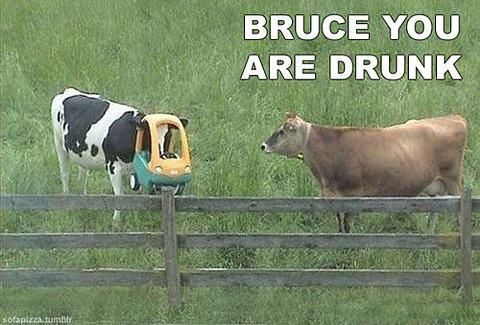 bruce-the-cow