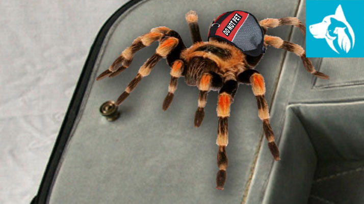 exotic-emotional-support-animal-tarantula