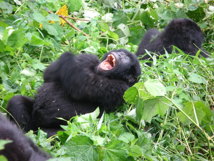 laughing gorilla