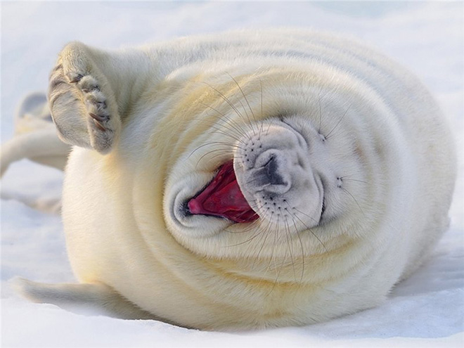 seal