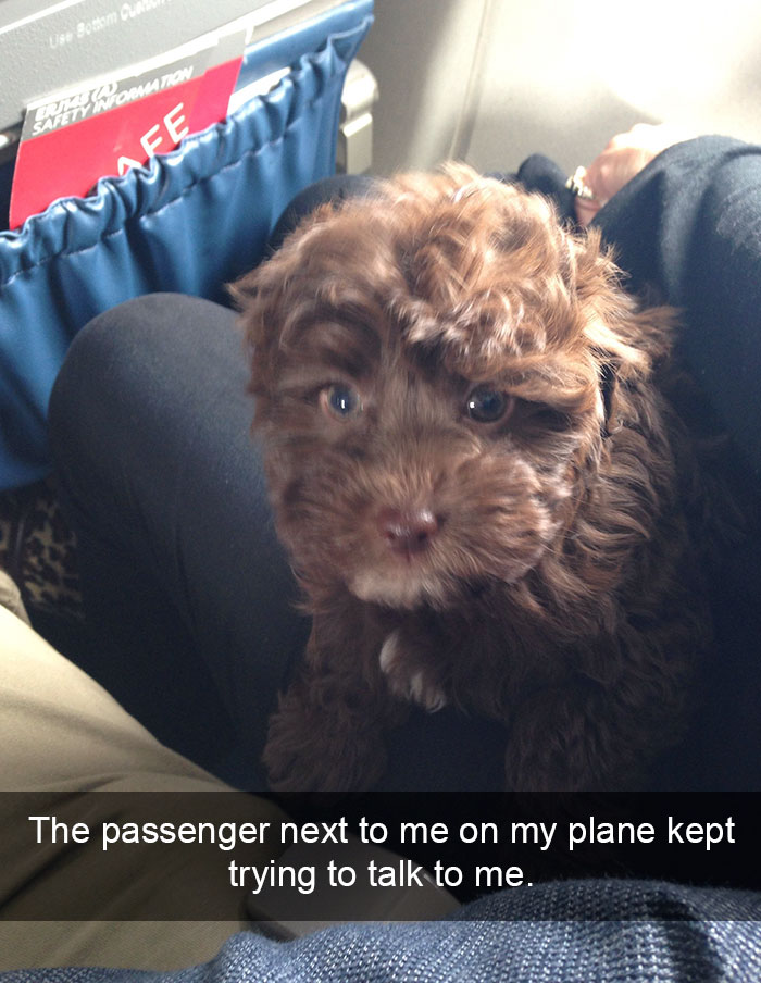 dog on plane