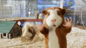 guinea pig